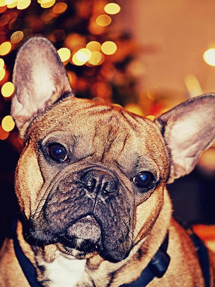 Fransk bulldog Mojo - Mojo ønsker en rigtig glædelig jul :-) 2013 billede 1