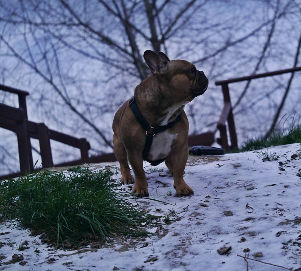 Fransk bulldog Mojo billede 29