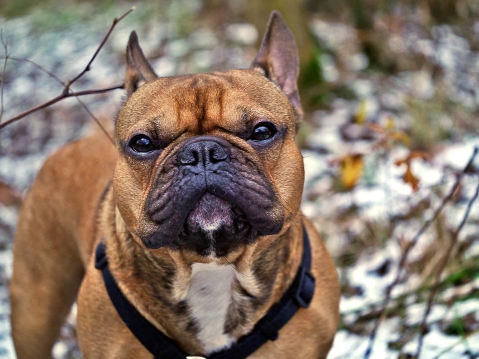 Fransk bulldog Mojo billede 30