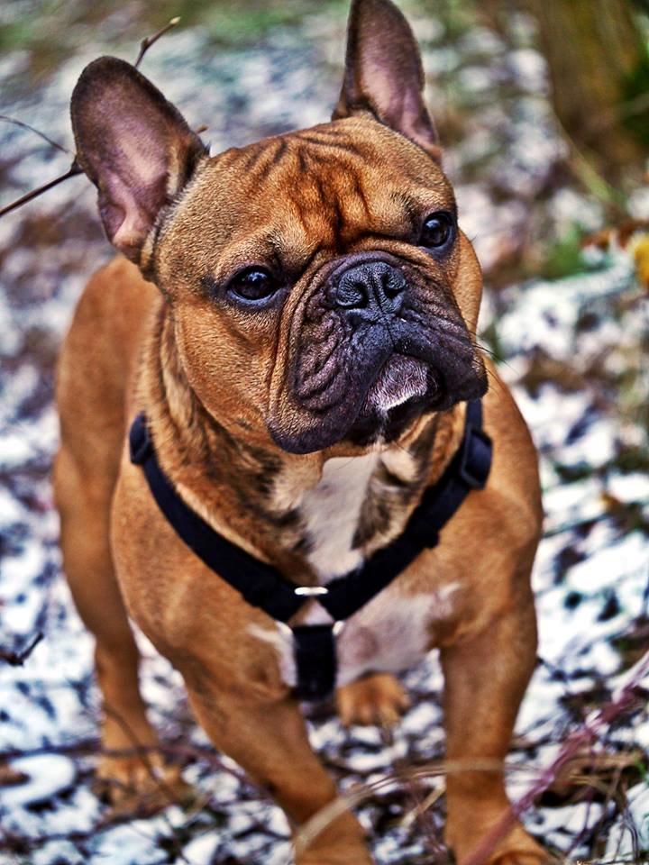 Fransk bulldog Mojo billede 31