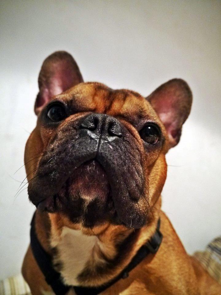 Fransk bulldog Mojo billede 32