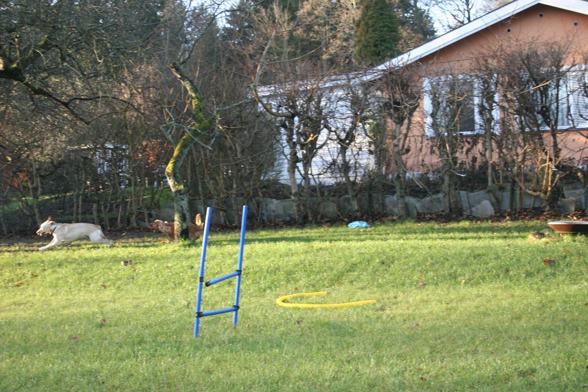 Cocker spaniel Bernard - Bernard og hans labrador "kæreste" leger i haven <3 2013
Fotograf: mig selv billede 10