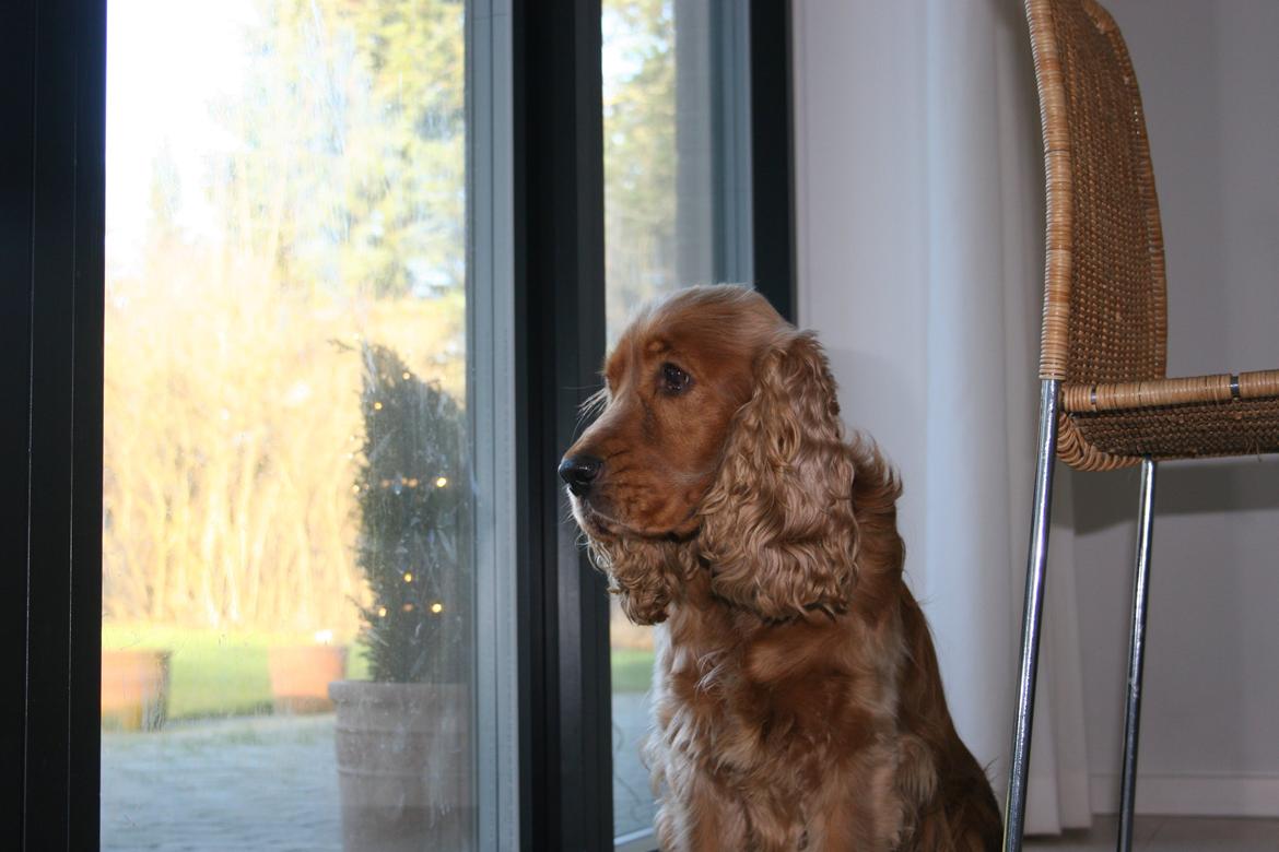 Cocker spaniel Bernard - Søde buf 2013
Fotograf: mig selv billede 4