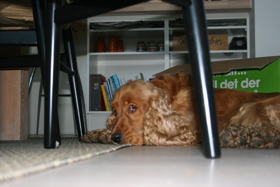 Cocker spaniel Bernard - Kedsomhed 2013
 Fotograf: mig selv billede 18