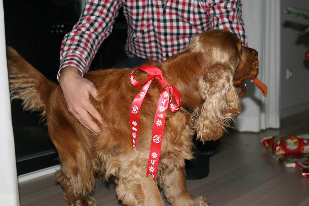Cocker spaniel Bernard - Julebilleder igen... 2013 fotograf: Mig selv billede 19