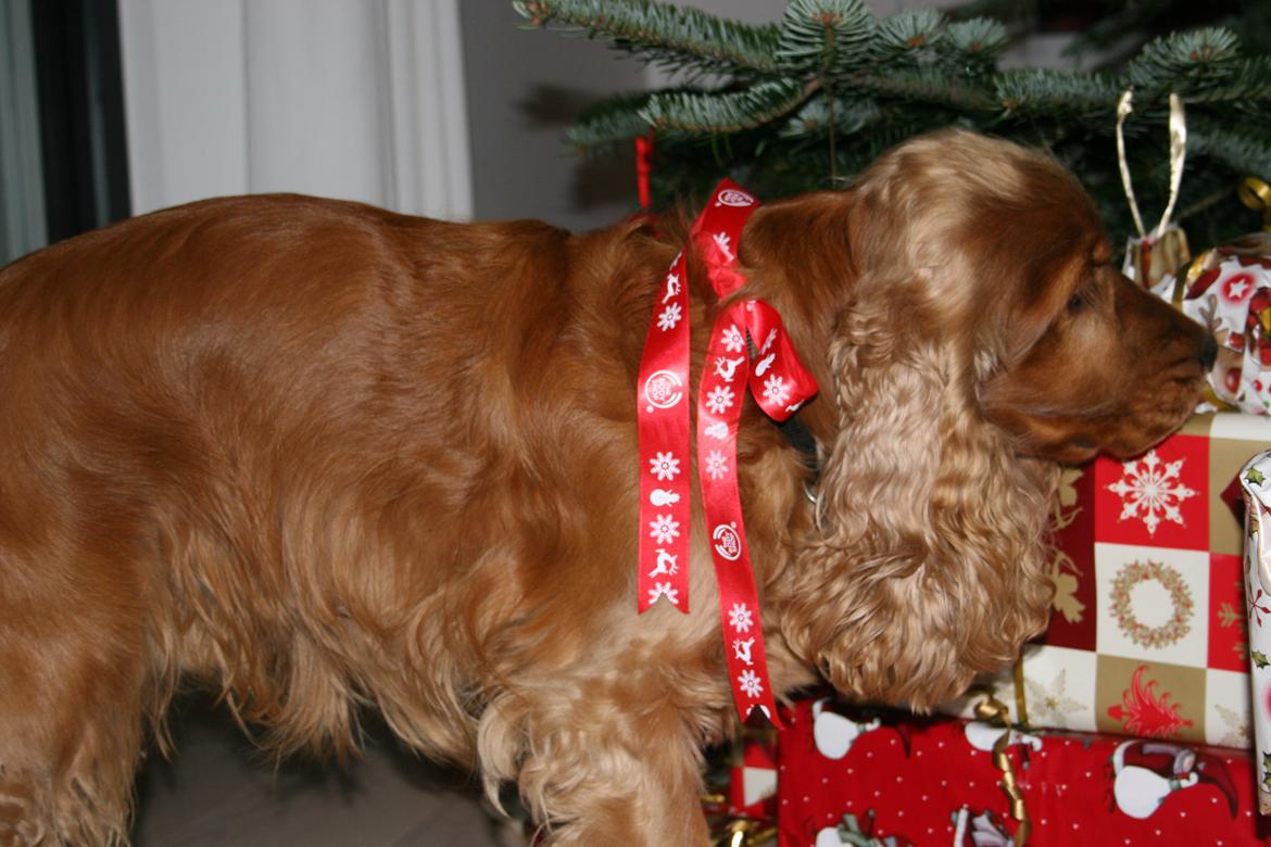 Cocker spaniel Bernard - Så bliver gaverne "snuset igennem" af den fineste julehund 2013             
Fotograf: mig selv billede 2