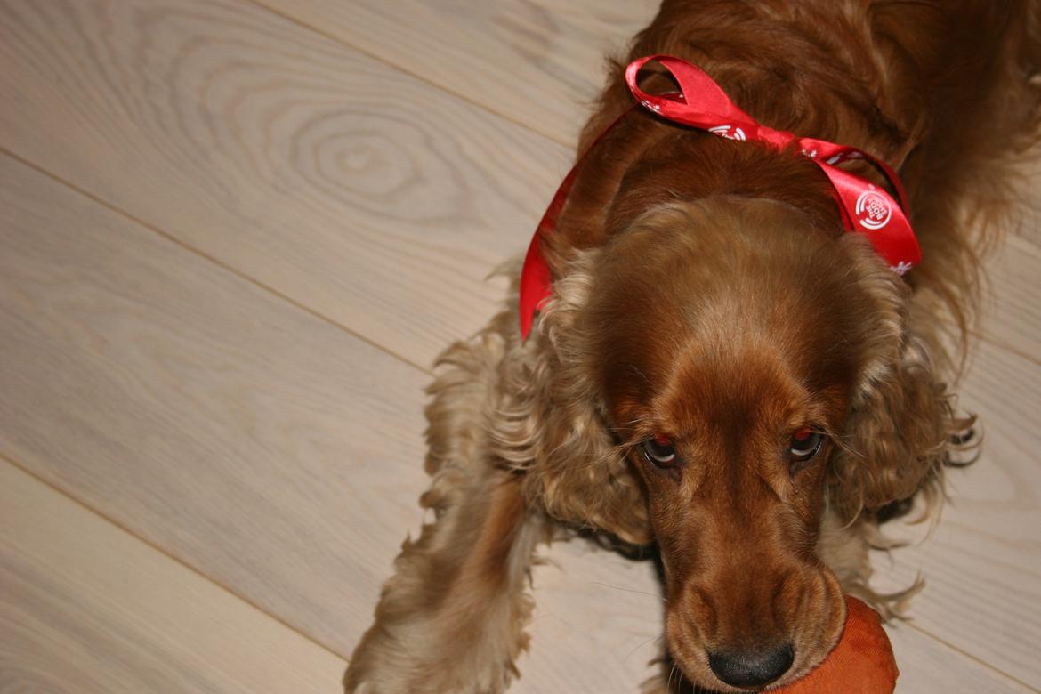Cocker spaniel Bernard - Jeg er en farlig julehund 2013
Fotograf: mig selv billede 20