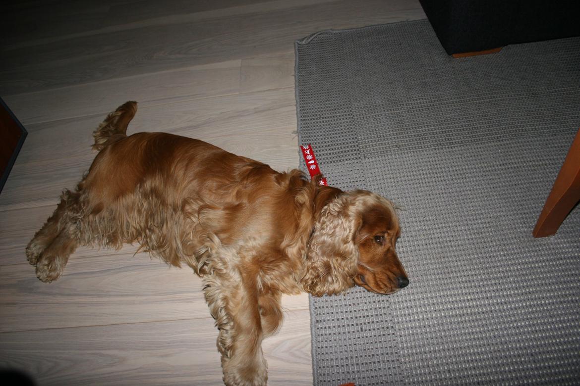 Cocker spaniel Bernard - Efter en lang juleaften har man altså brug for en laaang lur 2013 
Fotograf: mig selv billede 21