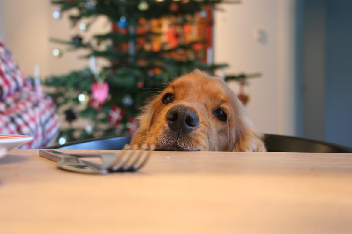 Cocker spaniel Bernard - "Tænk hvis jeg også måtte få noget af den store bøf der..."  2013
Fotograf: mig selv billede 3