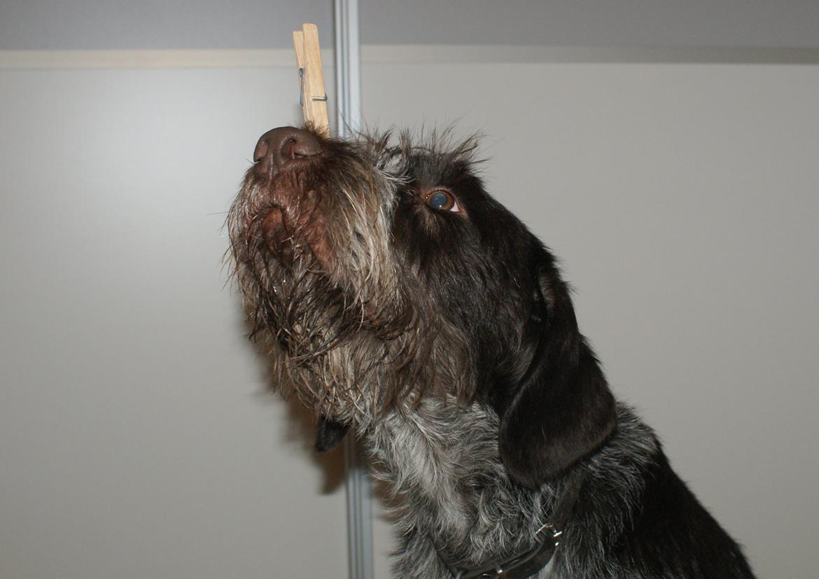 Ruhåret hønsehund Kærholt Vincent (Cody) - Cody´s snusekvote er over for idag. billede 18