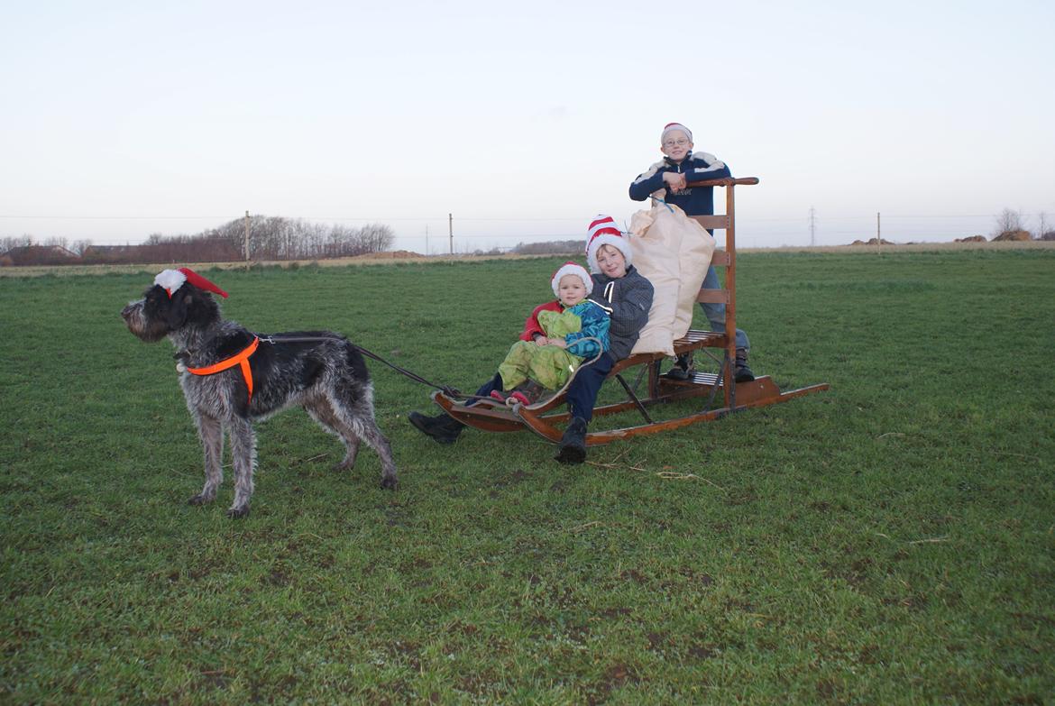 Ruhåret hønsehund Kærholt Vincent (Cody) - Vi Venter på sne. Dec 2013. billede 19
