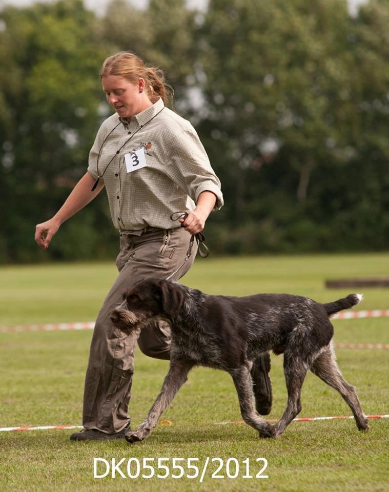 Ruhåret hønsehund Kærholt Vincent (Cody) - DRK udstilling i Bredsten 2013 billede 20