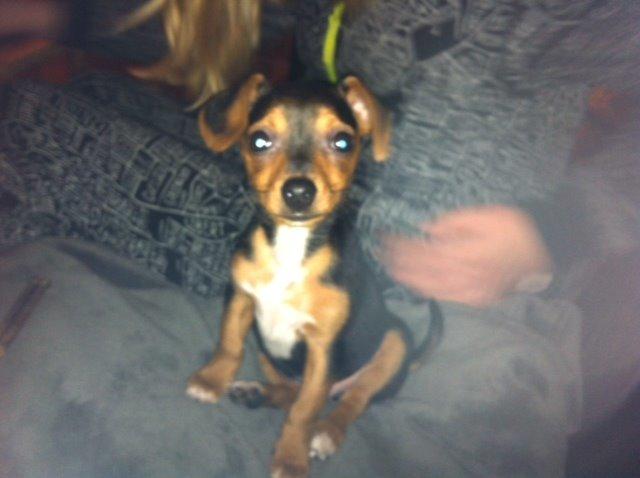 Blanding af racer Diego billede 7