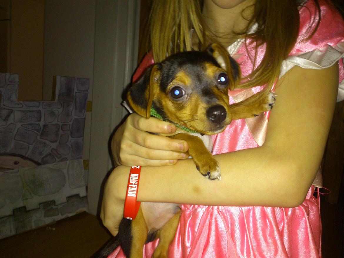 Blanding af racer Diego billede 17