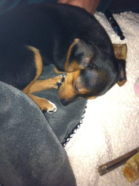 Blanding af racer Diego billede 11