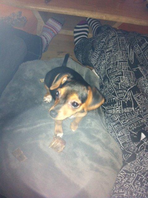 Blanding af racer Diego billede 12