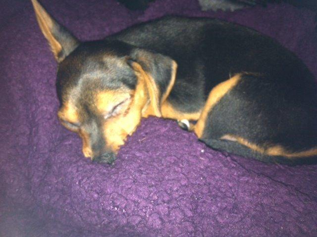 Blanding af racer Diego billede 13