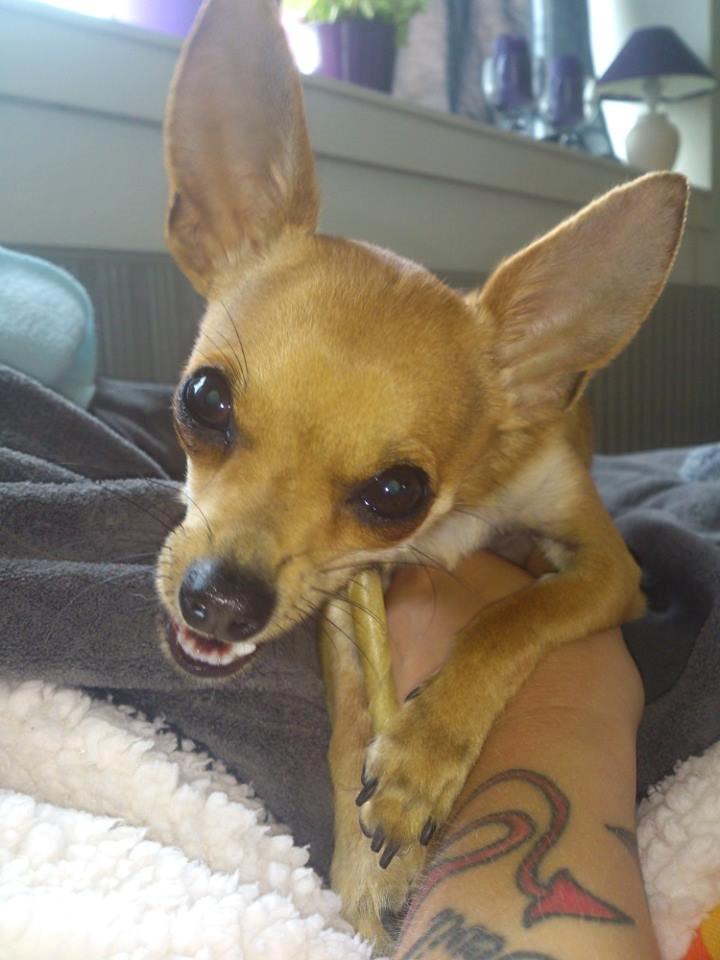 Blanding af racer Pluto billede 4