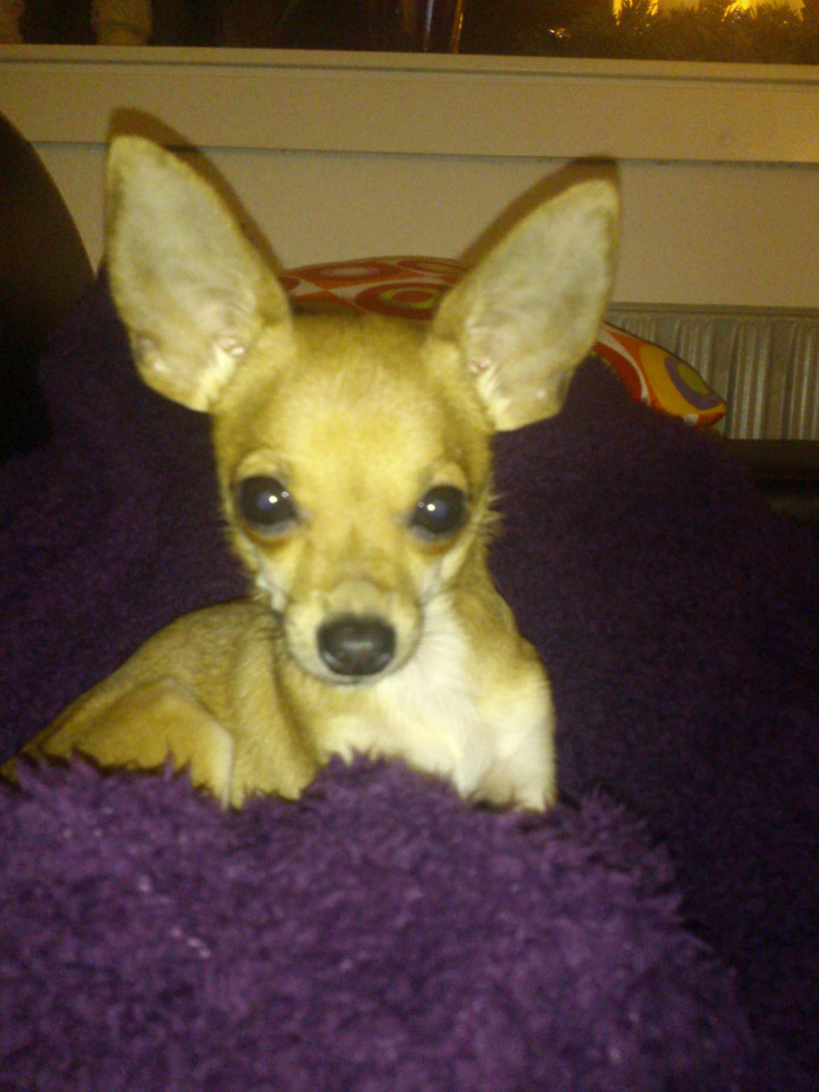 Blanding af racer Pluto billede 5