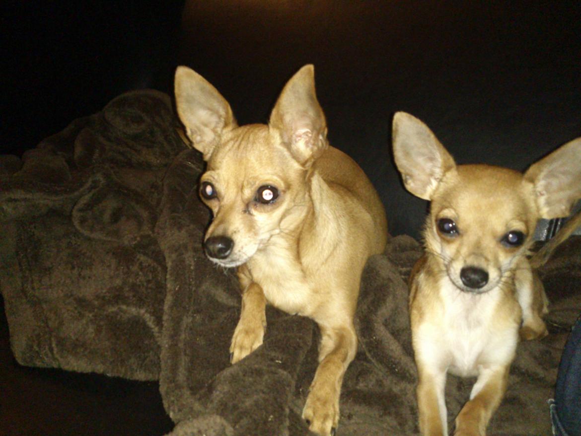 Blanding af racer Pluto - Pluto og hans mor :-) billede 3