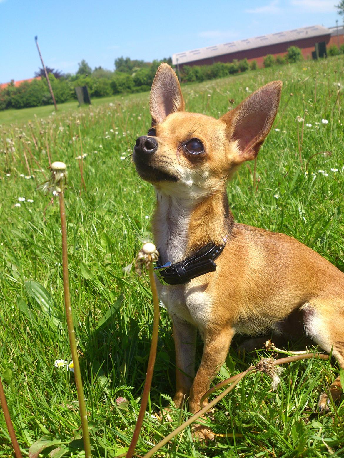 Blanding af racer Pluto - Sommeren 2013 billede 1