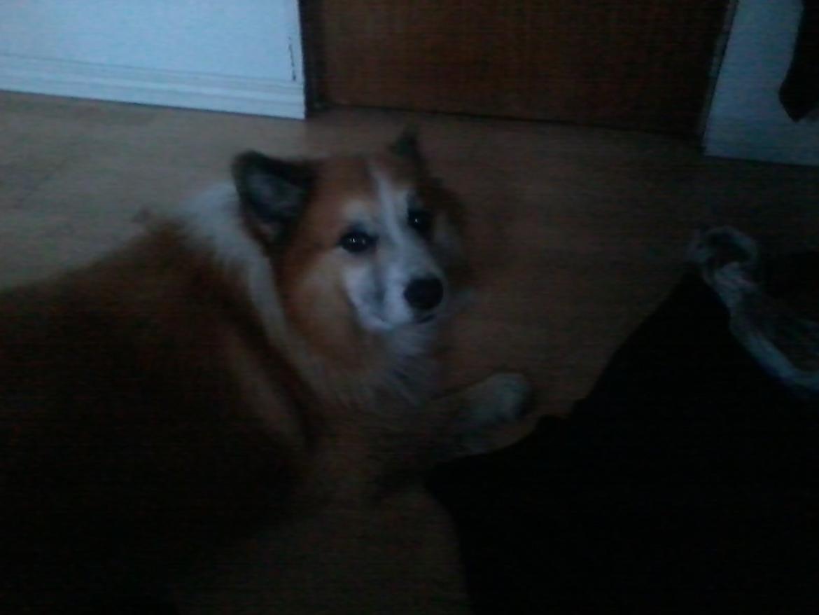 Islandsk fårehund Sokki billede 5