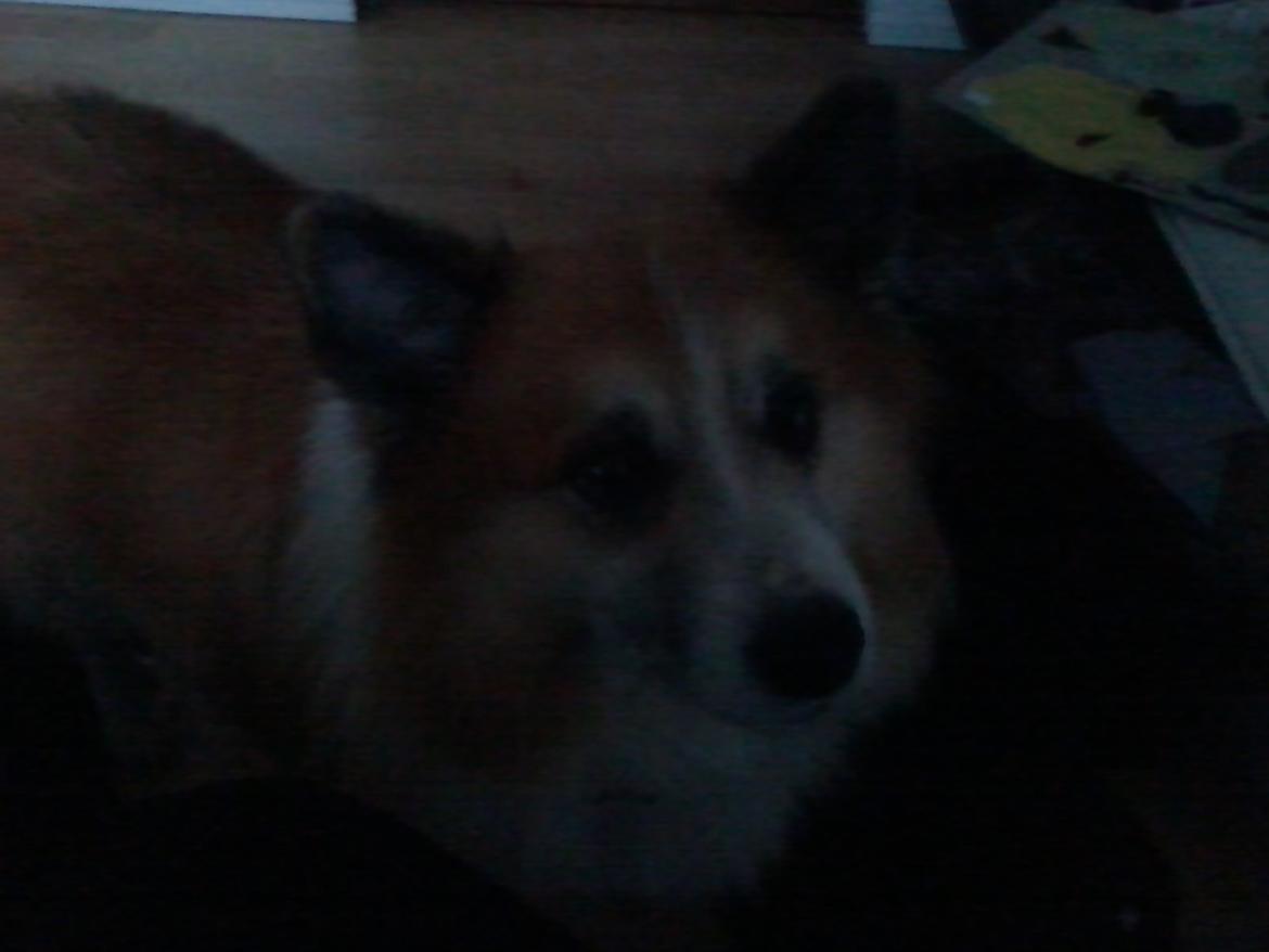 Islandsk fårehund Sokki billede 6