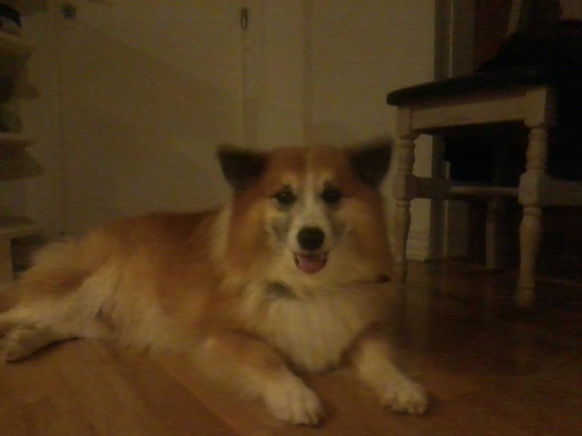 Islandsk fårehund Sokki billede 3