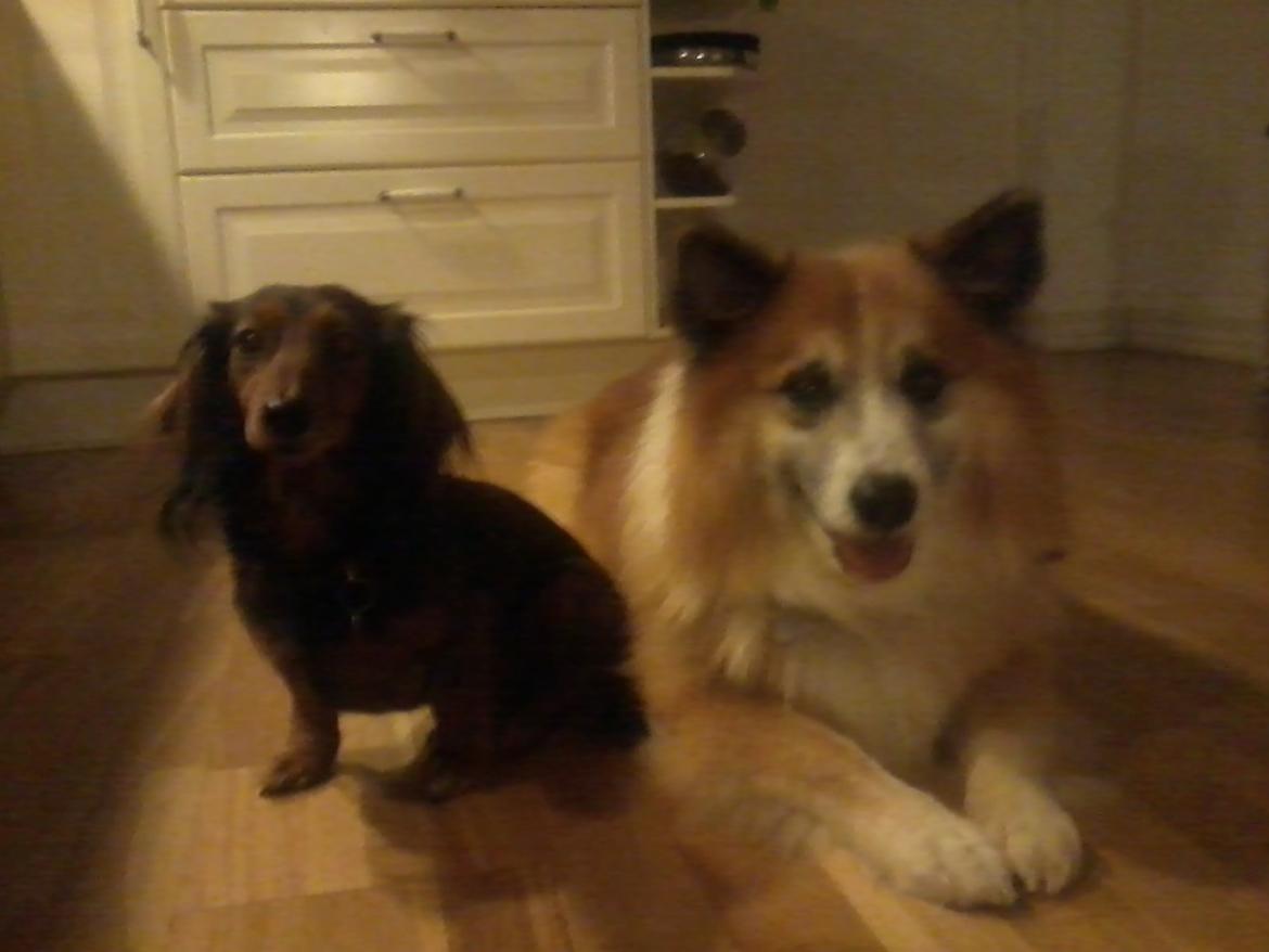 Islandsk fårehund Sokki - Sokki og Sadie sammen<3  billede 2