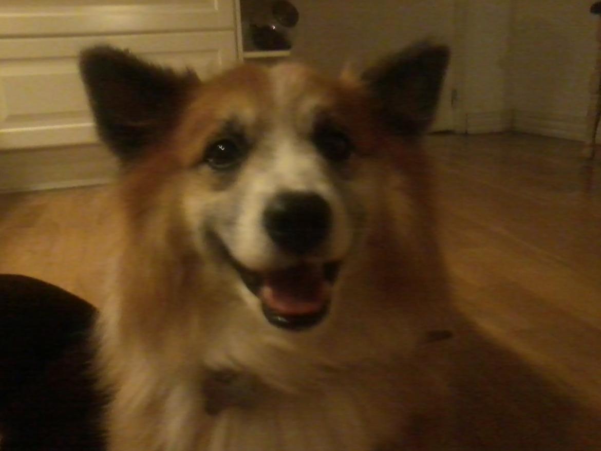 Islandsk fårehund Sokki billede 4