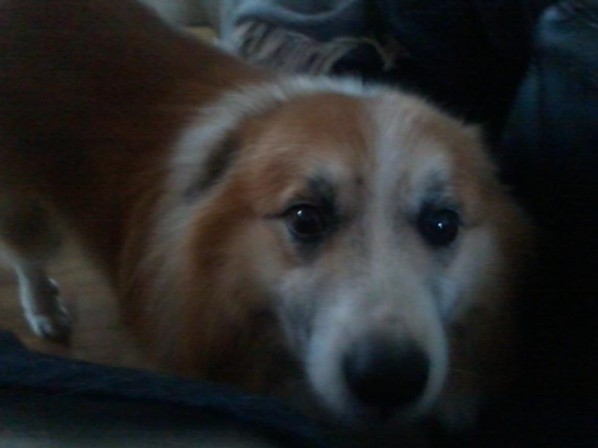 Islandsk fårehund Sokki billede 7