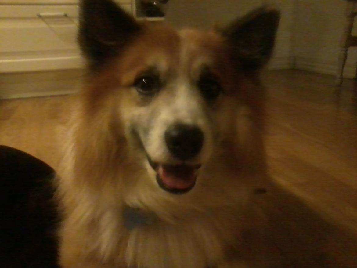 Islandsk fårehund Sokki billede 1