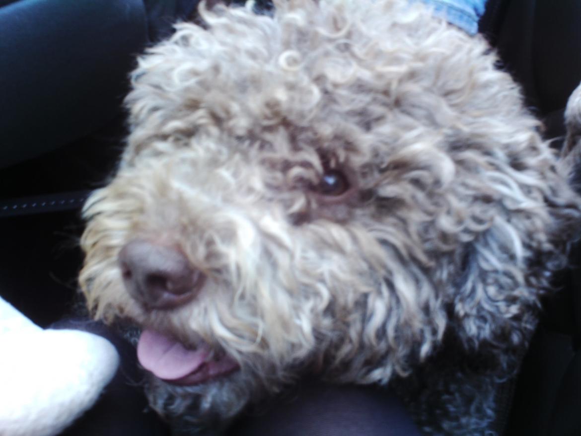 Lagotto romagnolo Sophus - der sad vi i hest-vogn, & Sophus er med :D billede 1