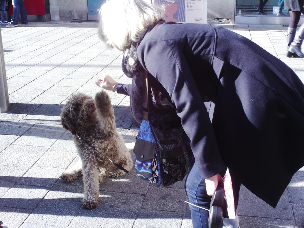 Lagotto romagnolo Sophus billede 2