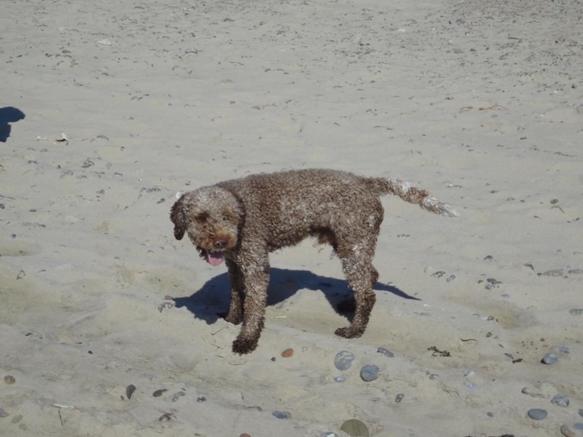 Lagotto romagnolo Sophus - Åh Ja stranden er bare det bedste! billede 3