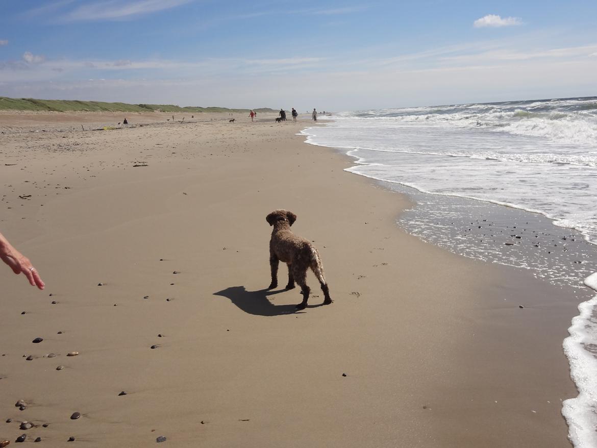 Lagotto romagnolo Sophus billede 4