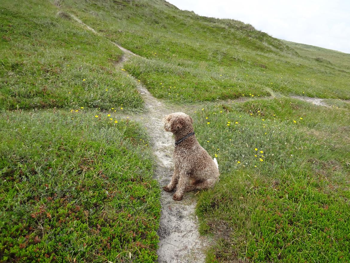 Lagotto romagnolo Sophus - Løbe op og ned af barkene op og ned, op og ned og op og ned og Pause! billede 5
