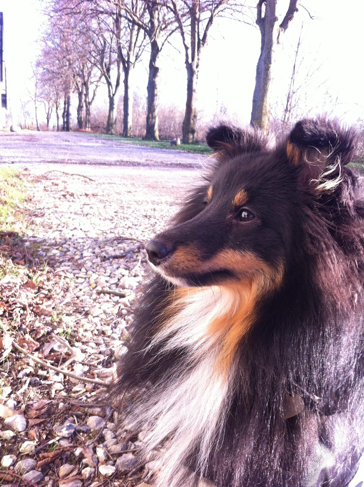 Shetland sheepdog Jessie billede 17