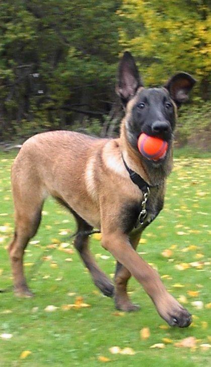 Malinois QuBik billede 9