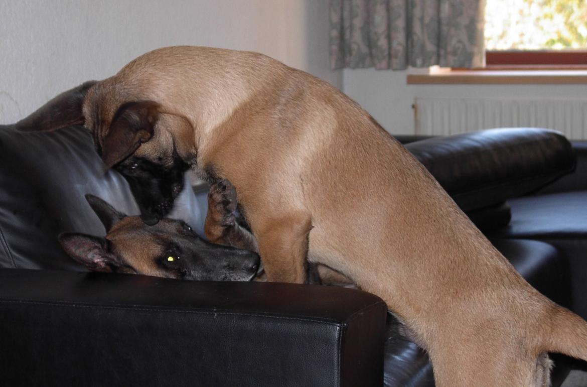 Malinois QuBik billede 10