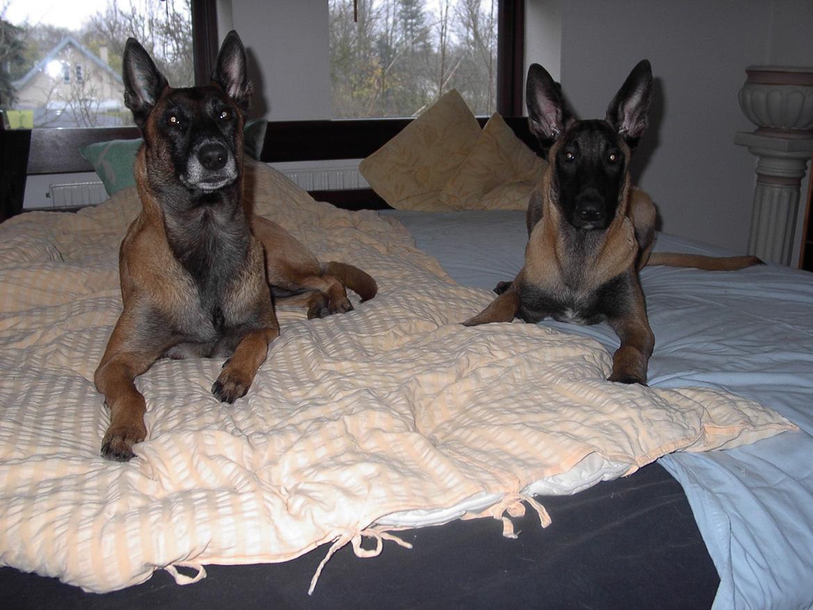 Malinois QuBik billede 11
