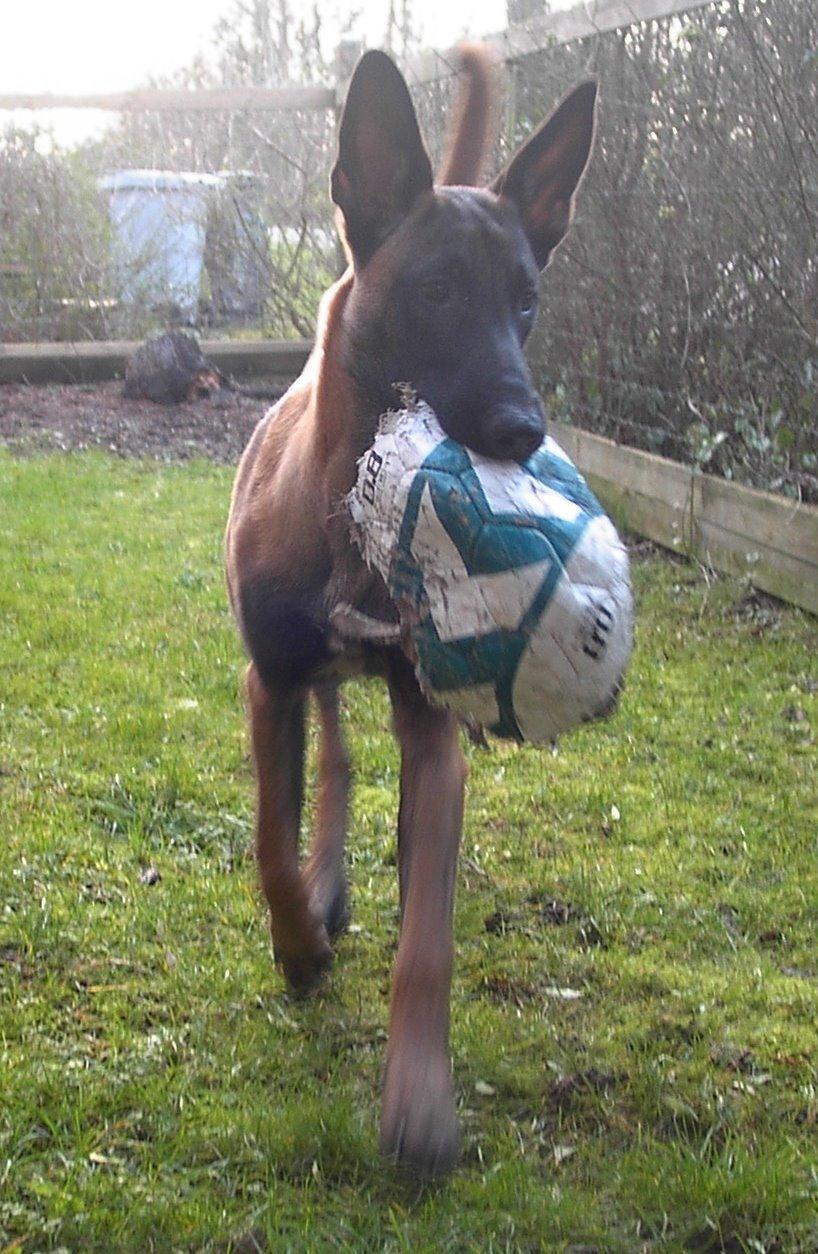 Malinois QuBik billede 12