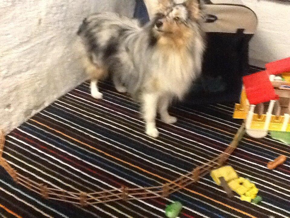 Shetland sheepdog Balto billede 23