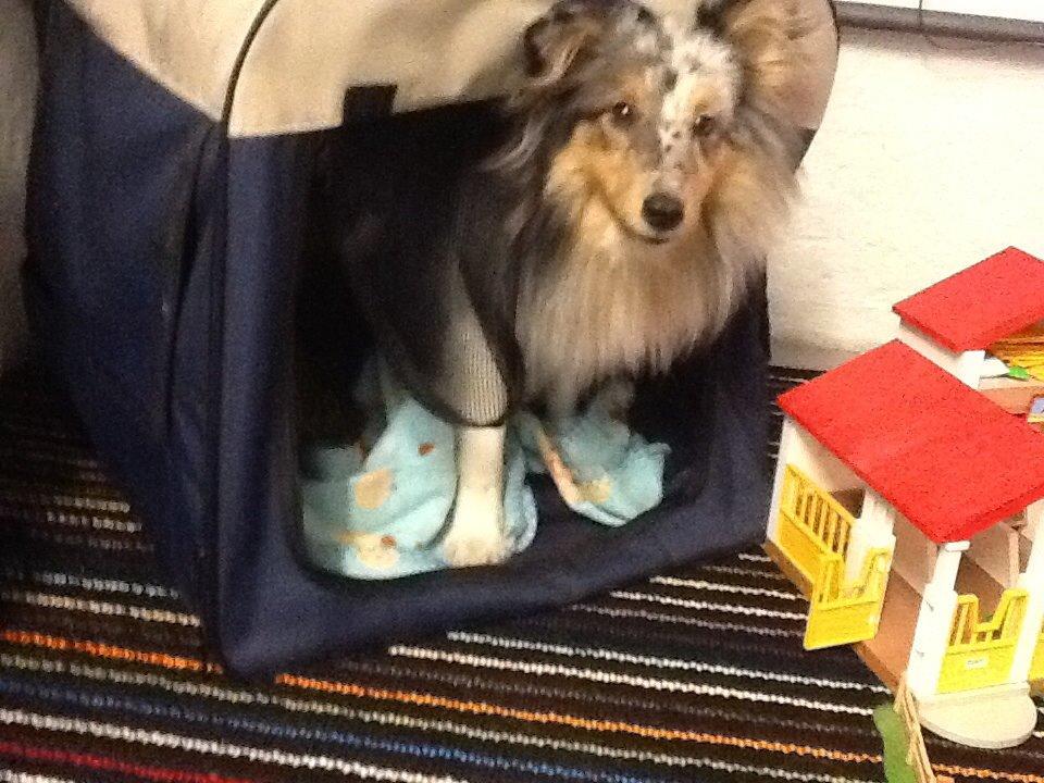 Shetland sheepdog Balto billede 24