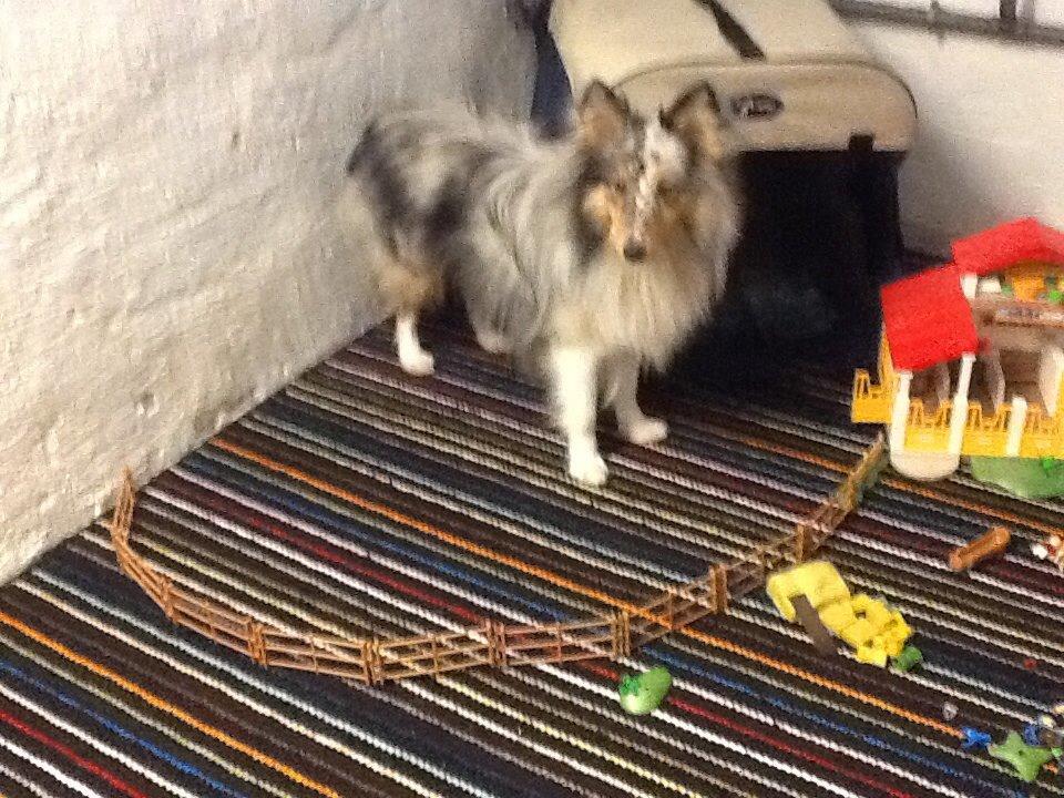 Shetland sheepdog Balto billede 25