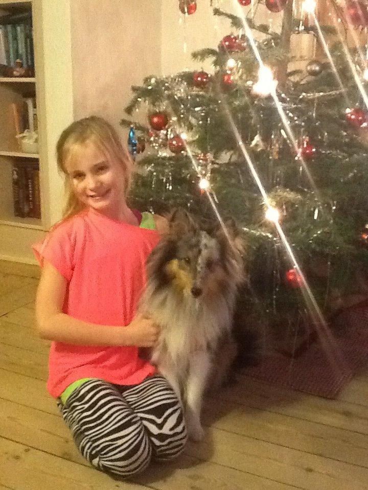 Shetland sheepdog Balto billede 26