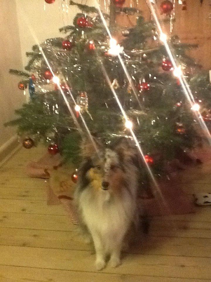 Shetland sheepdog Balto billede 27