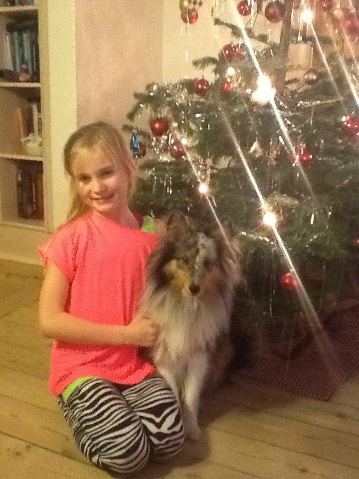 Shetland sheepdog Balto billede 28