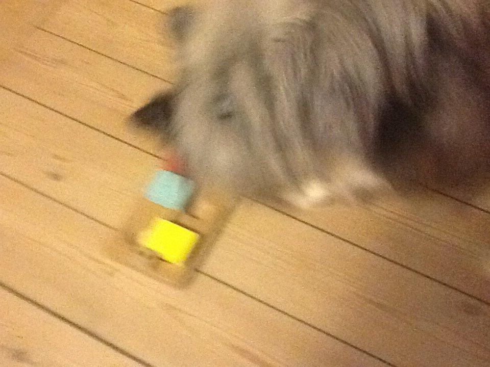 Shetland sheepdog Balto billede 29