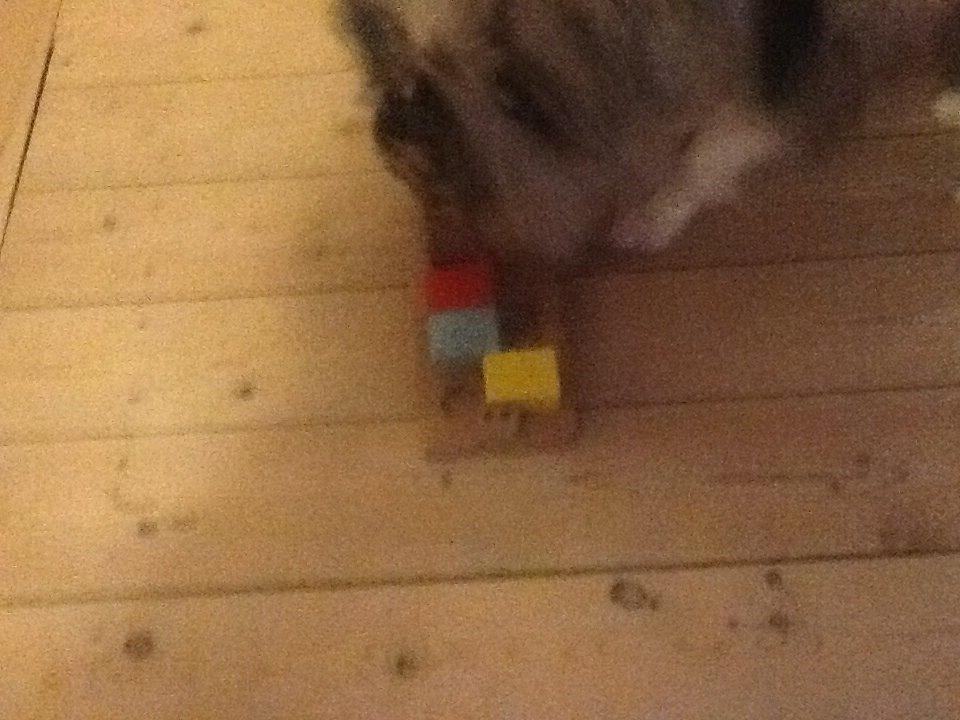 Shetland sheepdog Balto billede 30